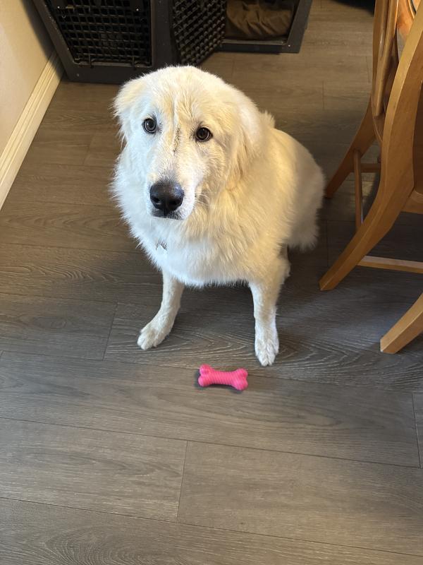 My Great Pyrenees next to jumbo size toy
