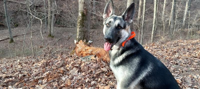 Lilly enjoying her walk.