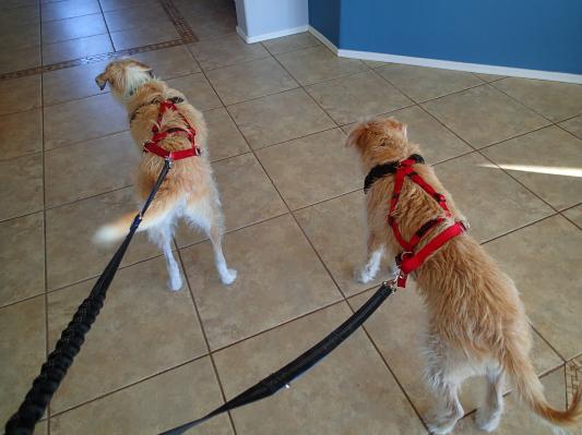 ULTRA PAWS One Adjustable Pulling Dog Harness Huge Chewy