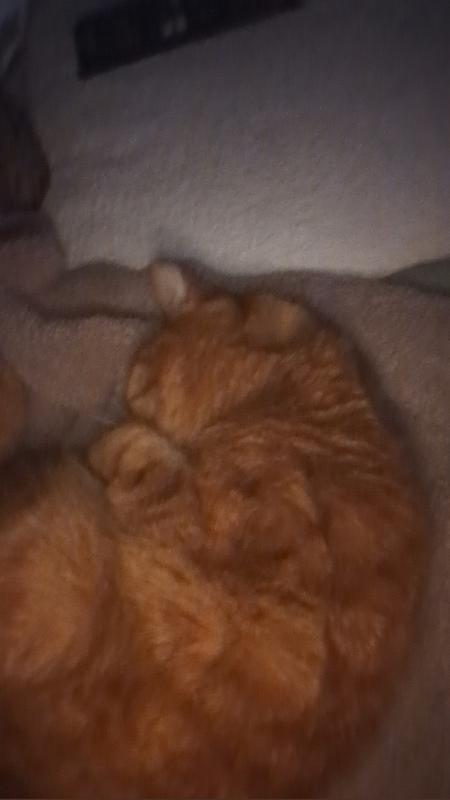 Just trying to get comfort and cuddles