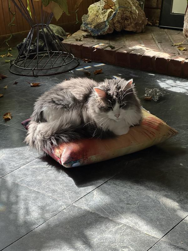 Fluffy kitty napping in the sun!