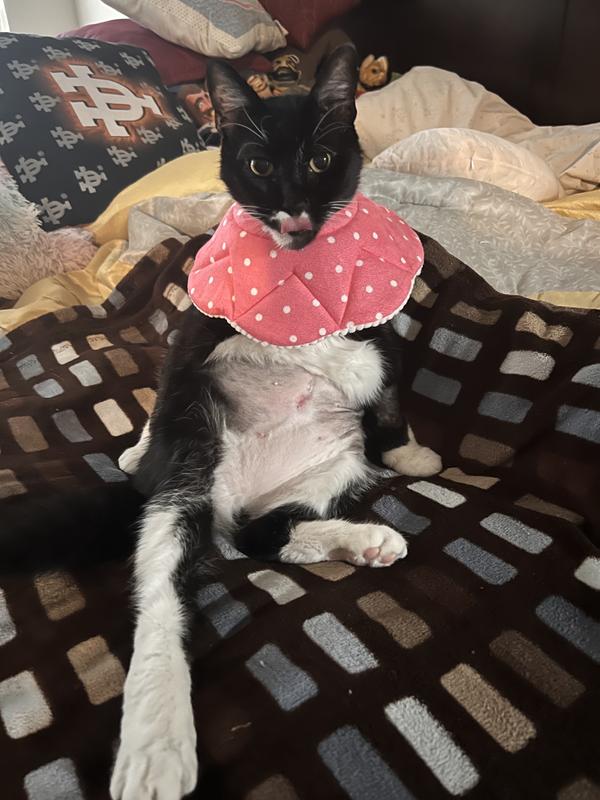 SUNGROW PostSurgery Soft Cone Dog & Cat Recovery Collar, Pink, Medium