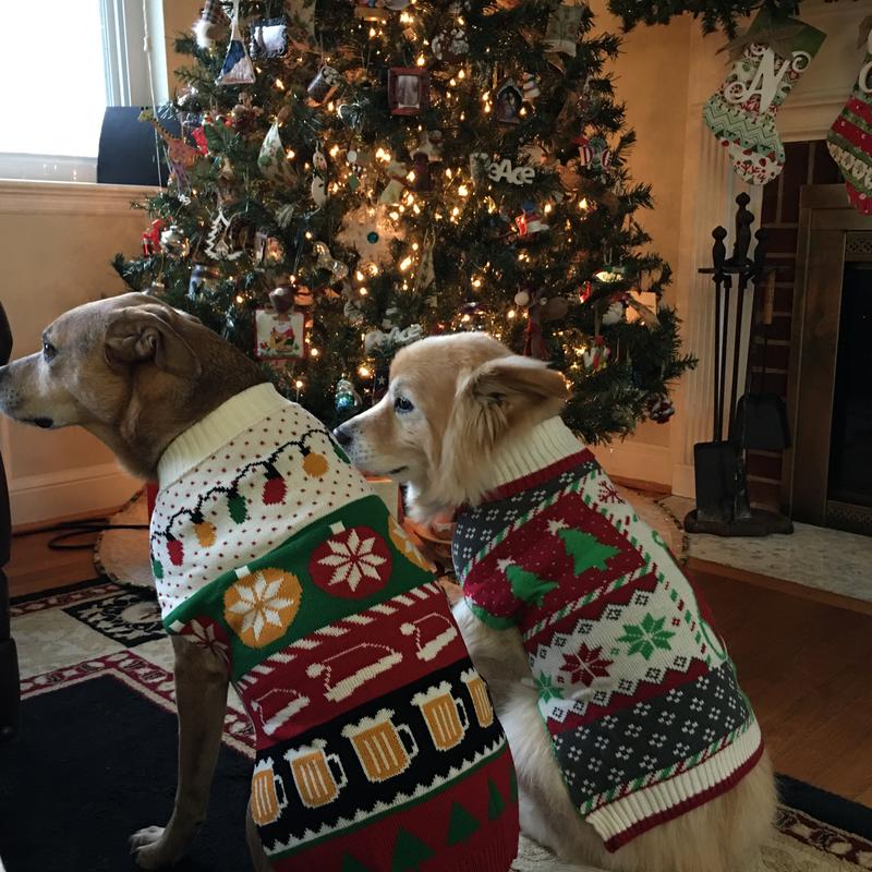 Chewy christmas sweater sale