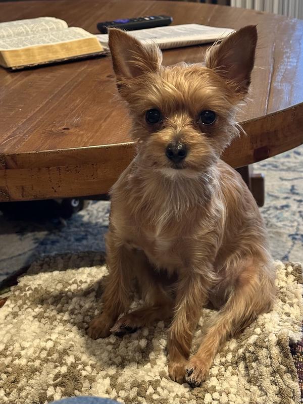 Lilly being good for the camera!