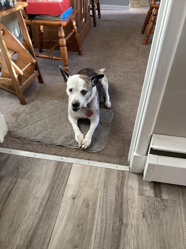 Getting to the bottom of my Chewie!