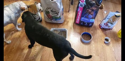 They both enjoyed the smell of Farmina Lamb & Blueberry