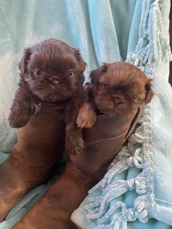 Finnegan & Seth, Shih Tzu