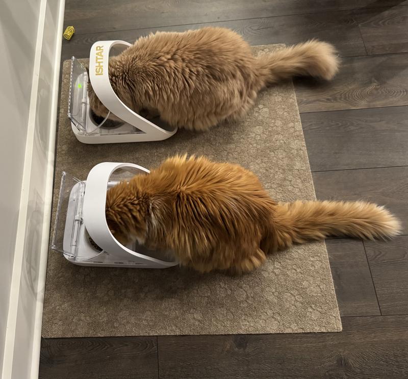 Ishtar and Ragnar enjoying some salmon kibbles with their chicken kibbles.