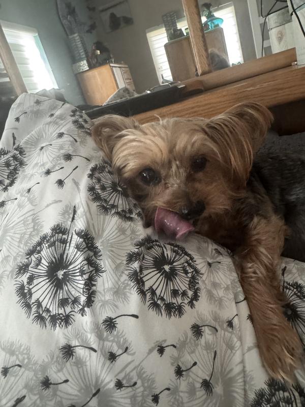 Tillie Woo….the picky eater