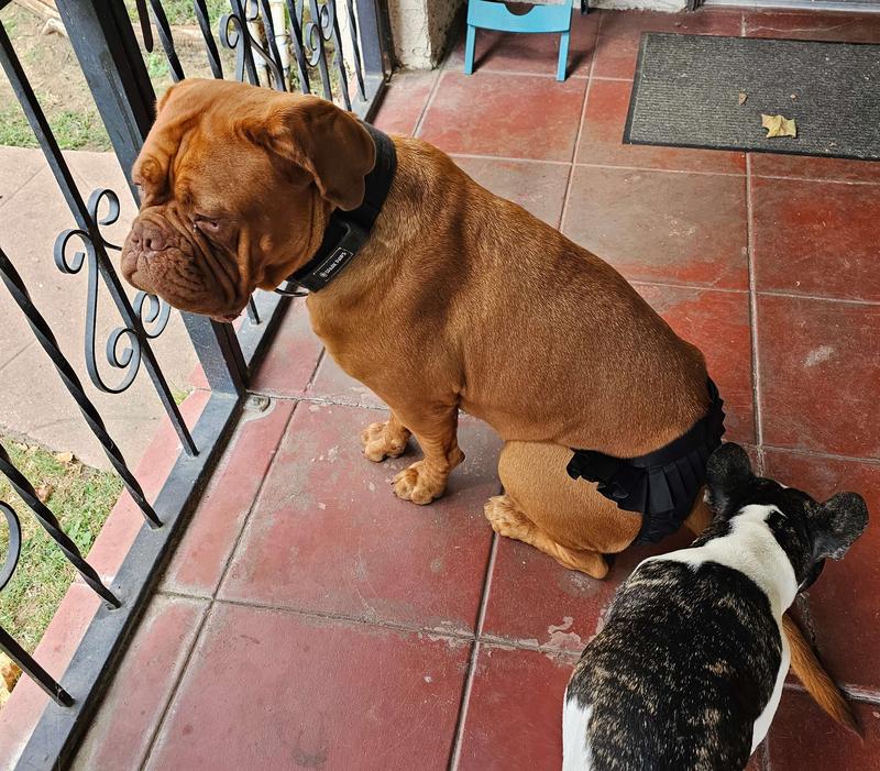 Leideawo Panties For Woman Spanish Dog Puppies Soft Low Waist