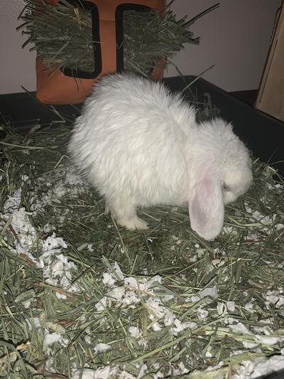 Mr.Magoo loves his new hay!
