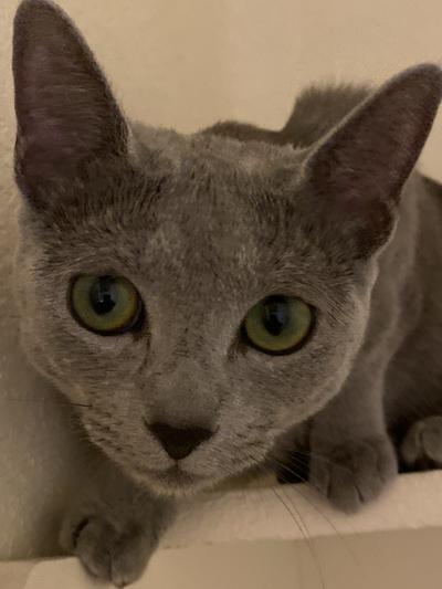 My loving Nebula
