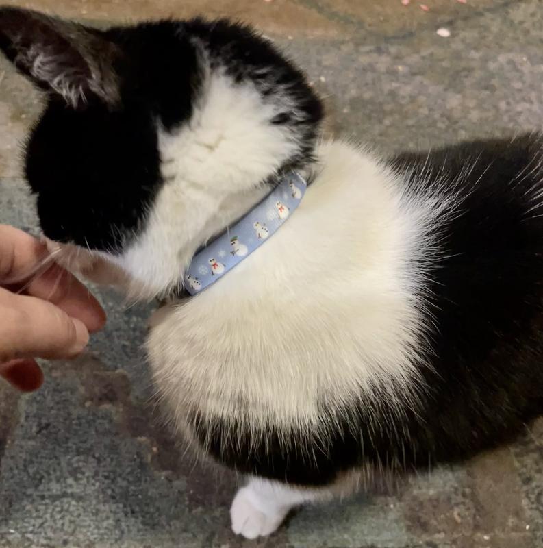 Showing off the collar.