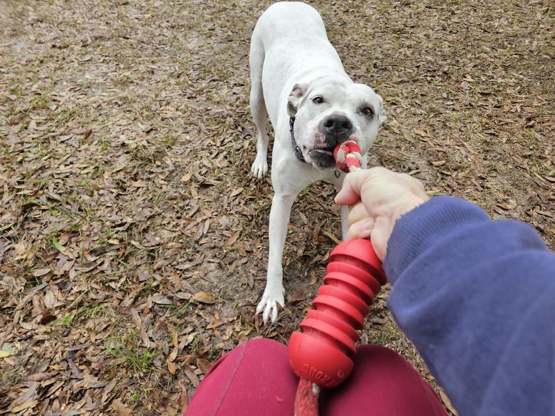 Play before the Kong came off the rope.