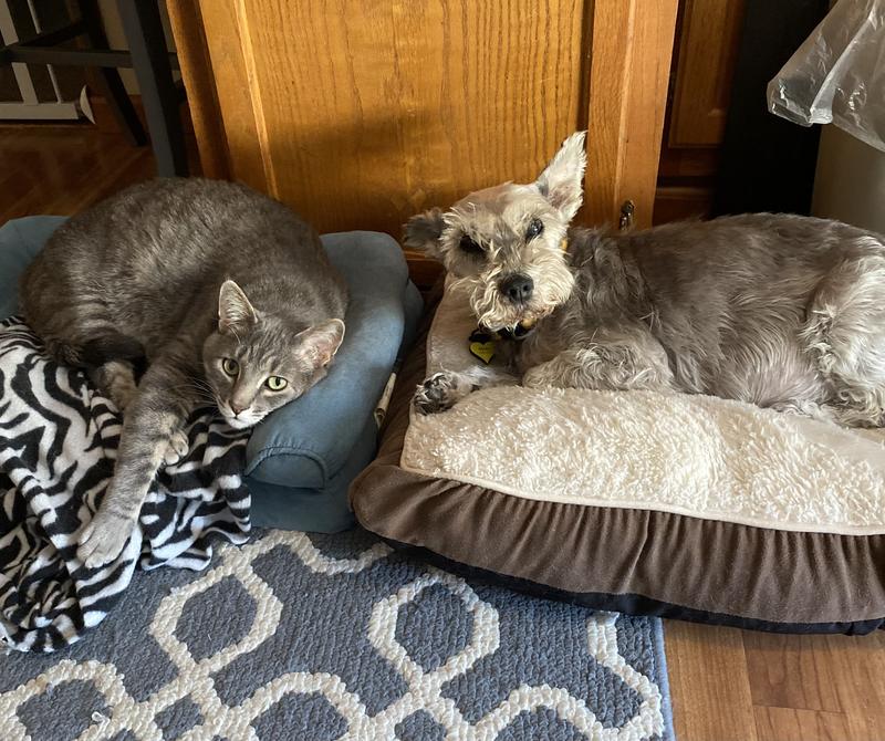 Rudy & my parents senior MS, Molly Mae whom I’m caring for in her senior years.