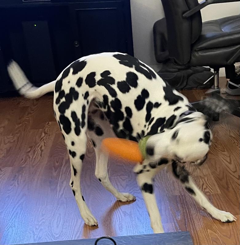 Shake that carrot!