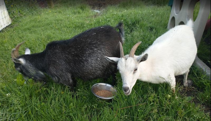 Chel and Grey Betty eating Nutrena Country Feeds 16% Pellet Goat Feed