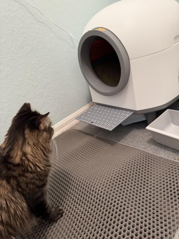 Middle “child” checking it out while it cycles his waste after using it