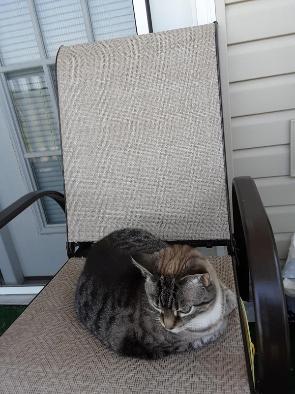 Merry Pink Champagna resting