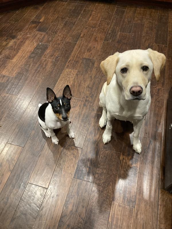 Grreat choice dog food review sales