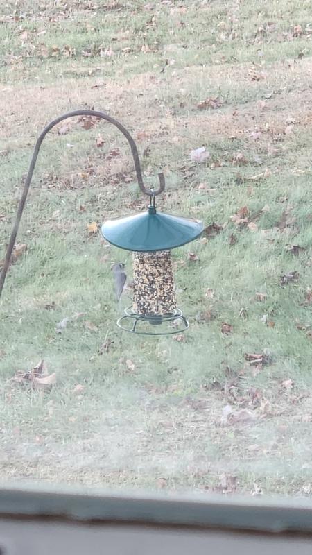A bit blurry, but a tufted titmouse stopped by for a few minutes!
