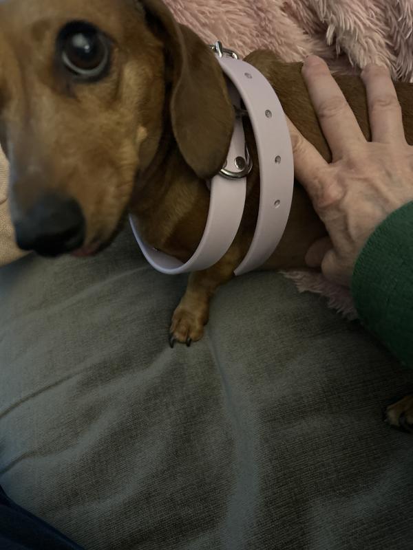 Unusable, too big collar