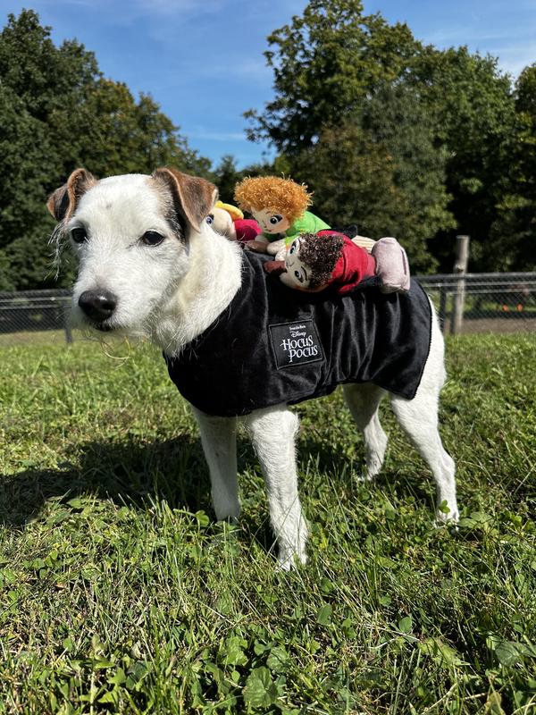 16” small dog at 20#