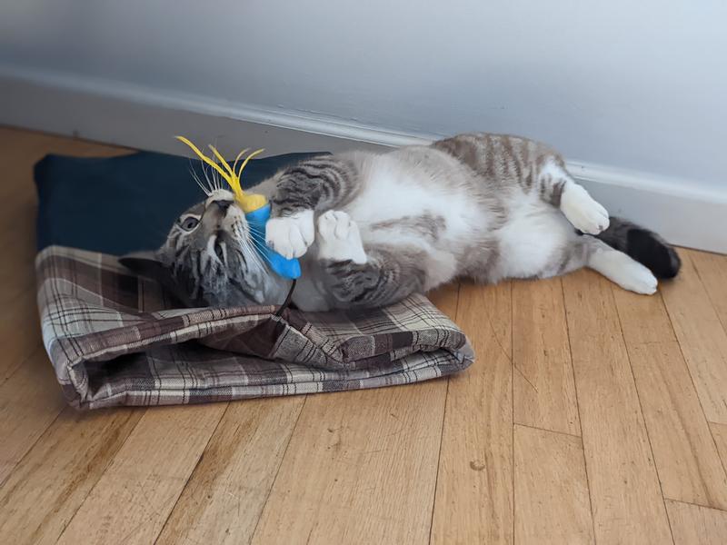Rolling around on the crinkles and grabbing the toy