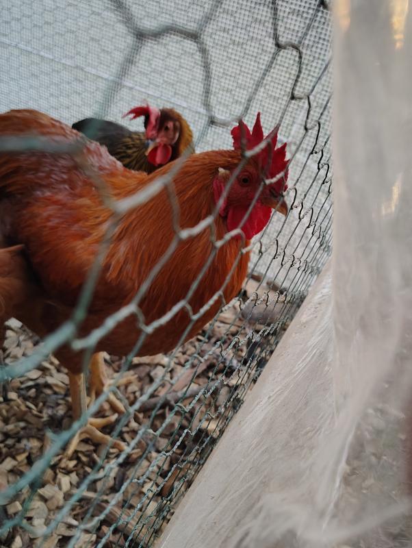 First time raising chickens they are thriving.