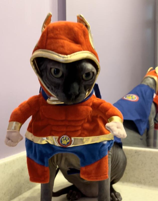 Male cat costumes hotsell