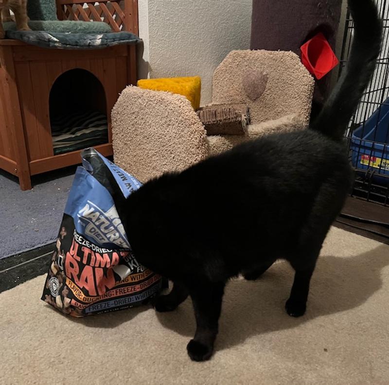 "Quirk" thinks food bowls are (or should be) optional!