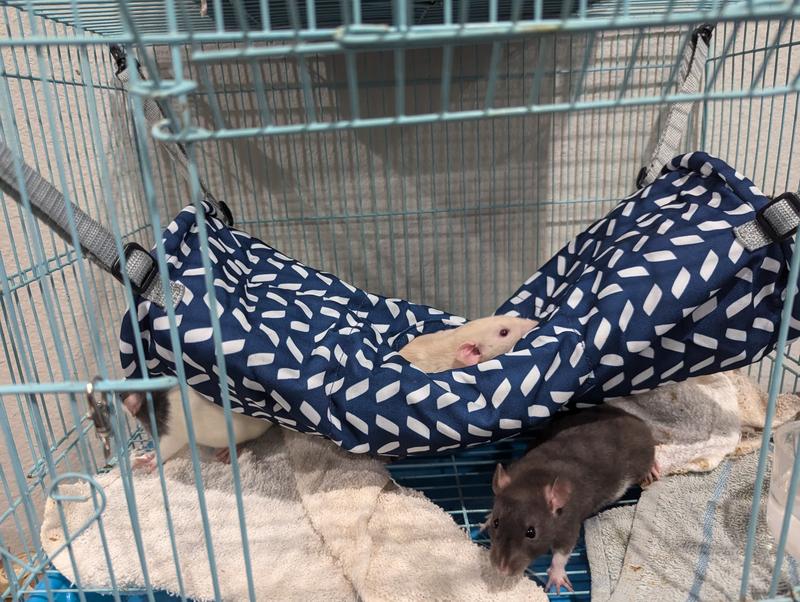 Peek a boo