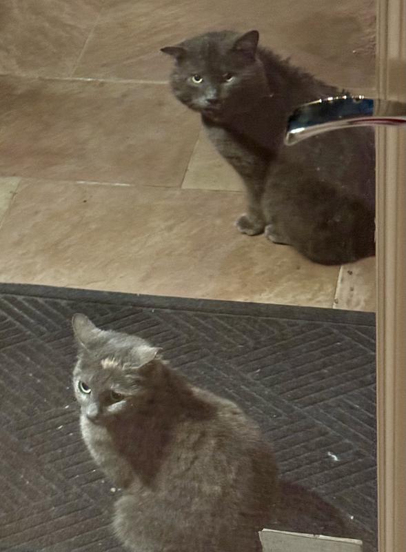 Our feral backyardigans ❤️