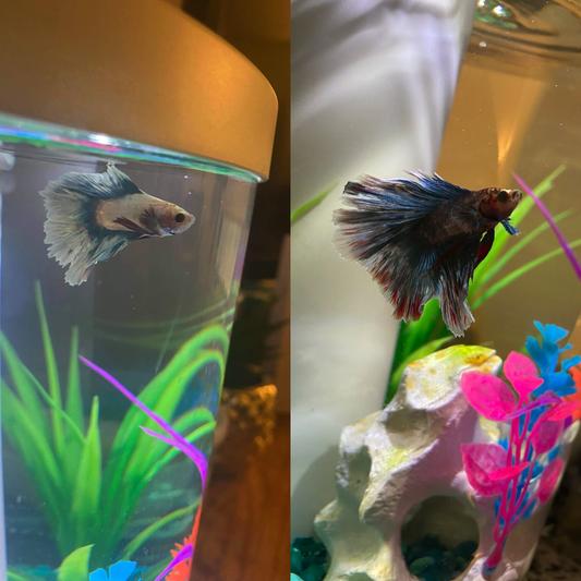Aqueon color enhancing betta food hotsell