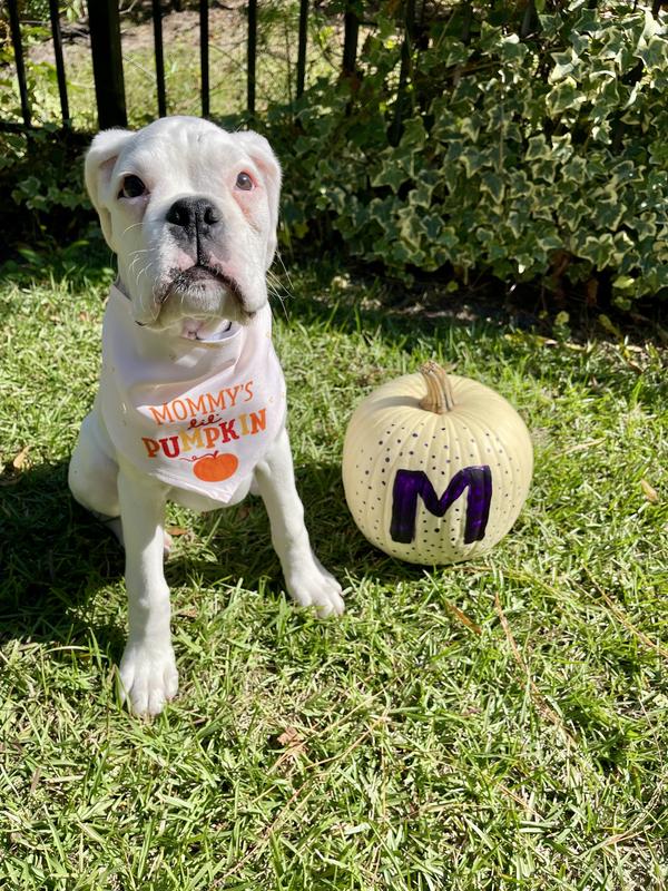 FRISCO Mommy s Lil Pumpkin Dog Cat Bandana X Small Small Chewy