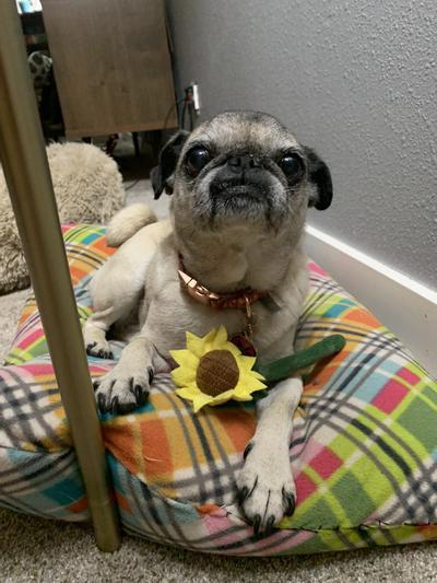 Hard to see tag but here is Piggy all cute.