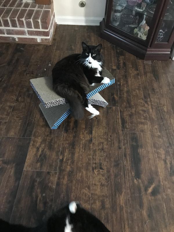 REVEAL Natural GrainFree Variety of Fish in Broth Flavored Wet Cat