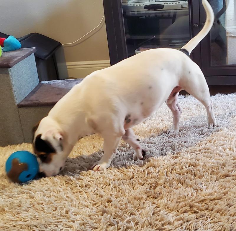 Rolling to release treat