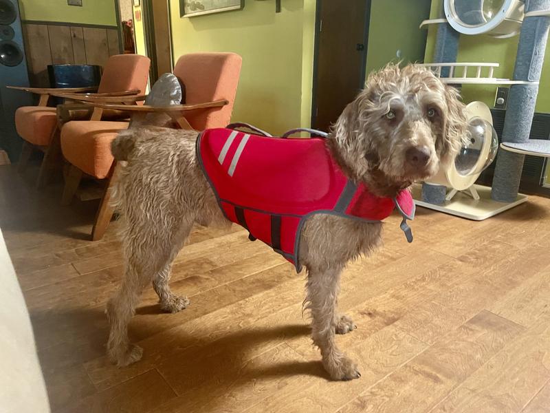 FRISCO Neoprene Dog Life Jacket, Red, Large