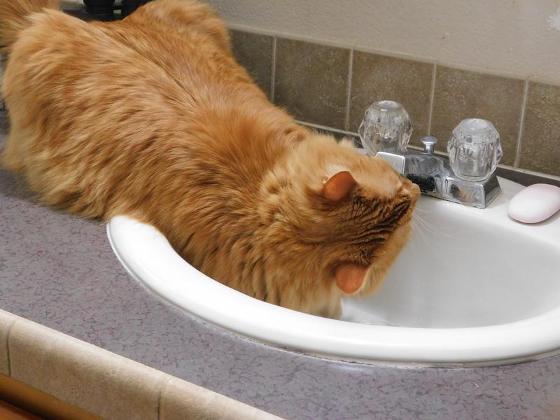 Timothy having his morning drink.