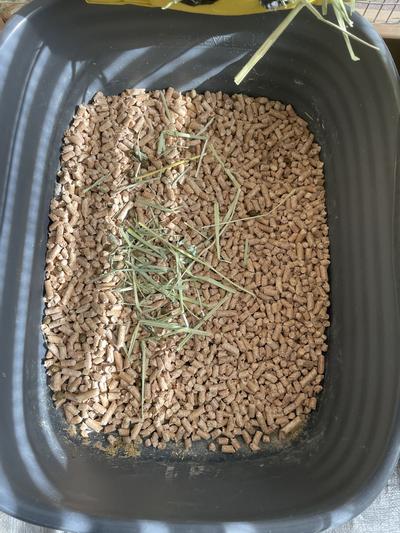 Pine pellets outlet for rabbit litter