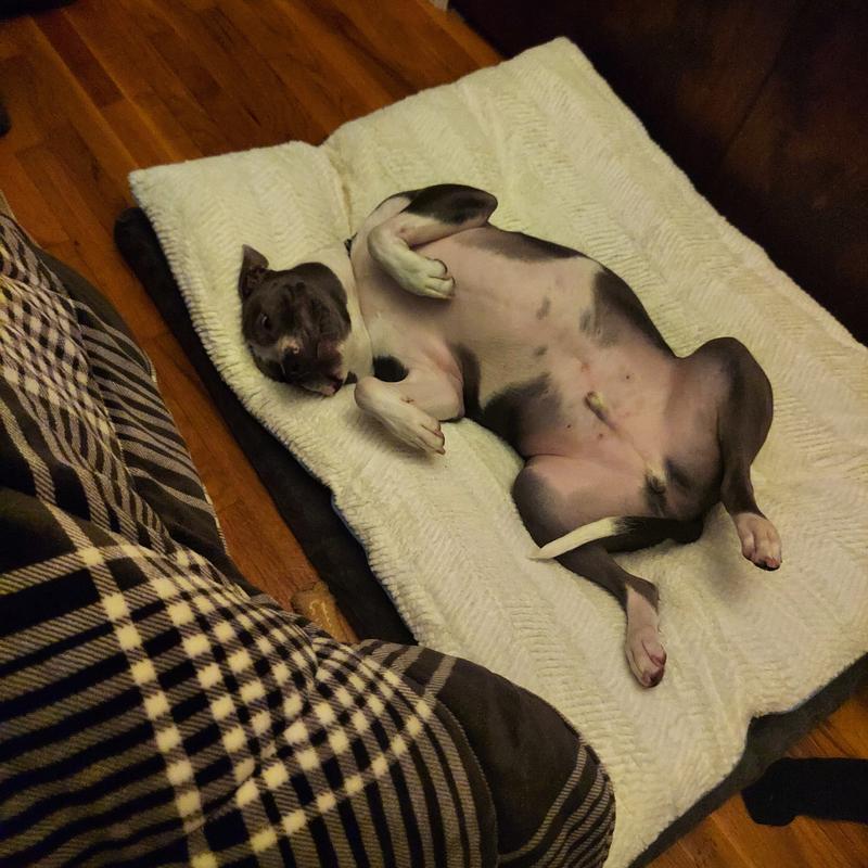 Gus enjoying his bed!