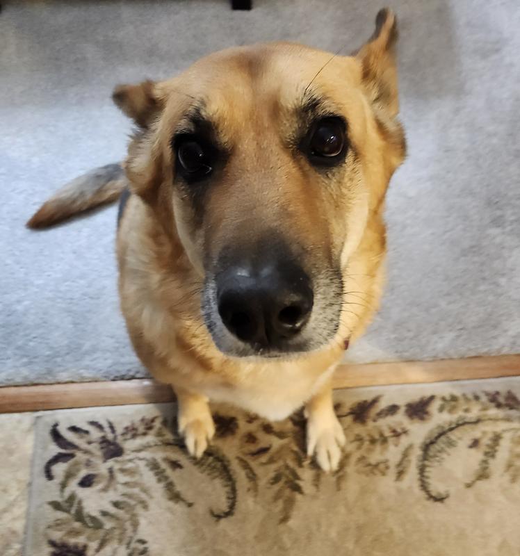 Hi fren, look deeply into my eyes. Are you getting sleepy. You will give me a treat now.