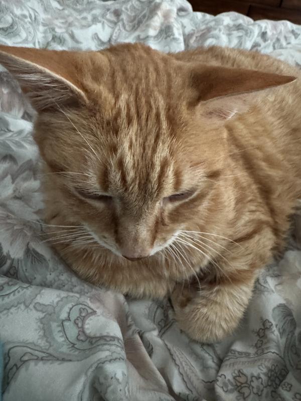 Loki relaxing after a yummy breakfast of Fussie Cat chicken.