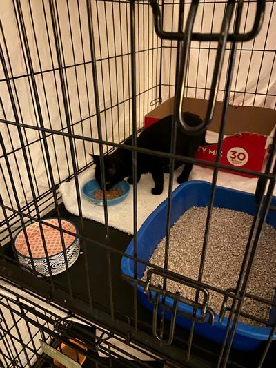 Crazy about the gravy