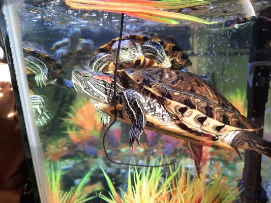 Tetra ReptoMin Baby Floating Sticks Turtle & Amphibian Food – Petsense