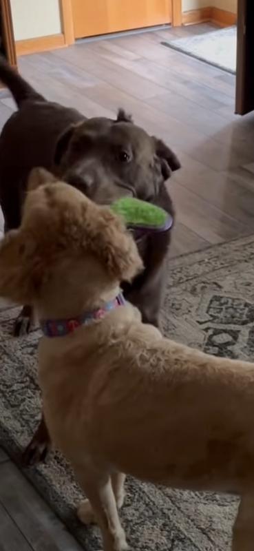 A well constructed toy for big dogs who play rough