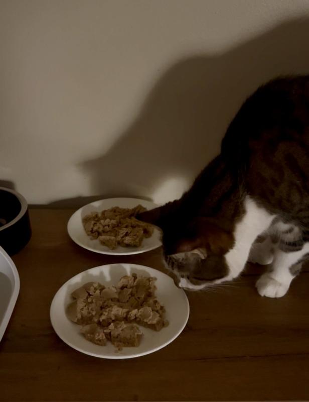 Morticia, not interested in either can of chicken.