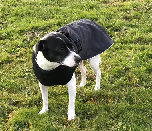 Canada pooch hot sale expedition raincoat