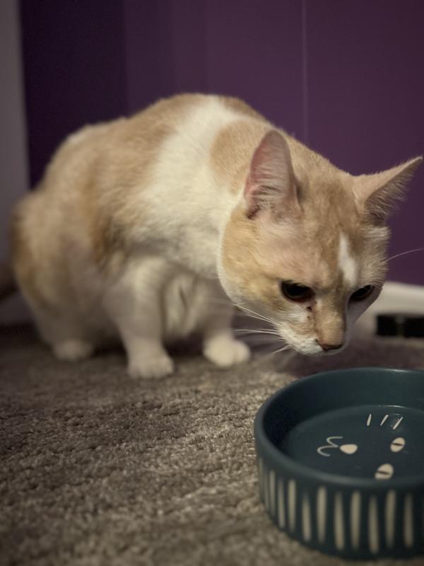 She finally removed it from the bowl and ate it on the floor, and then went sniffing for more.